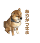 柴犬こっちゃん3（個別スタンプ：14）