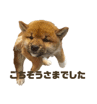 柴犬こっちゃん3（個別スタンプ：15）