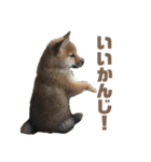 柴犬こっちゃん3（個別スタンプ：18）