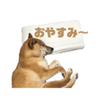 柴犬こっちゃん3（個別スタンプ：19）