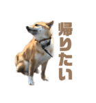 柴犬こっちゃん3（個別スタンプ：21）