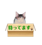 ミミでごあいさつ（個別スタンプ：4）