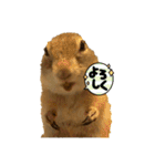 鈴木家のリチャードソンジリス（個別スタンプ：1）