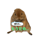 鈴木家のリチャードソンジリス（個別スタンプ：2）