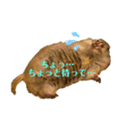 鈴木家のリチャードソンジリス（個別スタンプ：4）