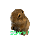鈴木家のリチャードソンジリス（個別スタンプ：14）