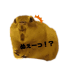 鈴木家のリチャードソンジリス（個別スタンプ：17）