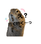 鈴木家のリチャードソンジリス（個別スタンプ：30）