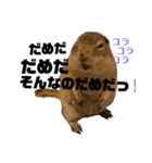 鈴木家のリチャードソンジリス（個別スタンプ：31）