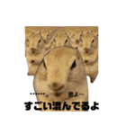 鈴木家のリチャードソンジリス（個別スタンプ：40）