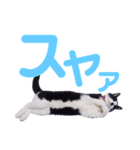 色んな気持ちのねこさん（実写）（個別スタンプ：7）