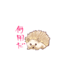 ちょっと古風なハリネズミさん（個別スタンプ：1）