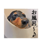 僕は、こてちゅ。（個別スタンプ：12）