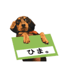 僕は、こてちゅ。（個別スタンプ：16）