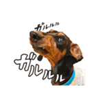 僕は、こてちゅ。（個別スタンプ：24）