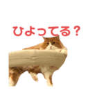 木村とら（個別スタンプ：2）