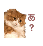 木村とら（個別スタンプ：3）