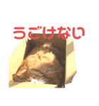 木村とら（個別スタンプ：7）