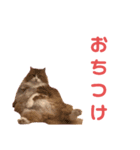 木村とら（個別スタンプ：8）