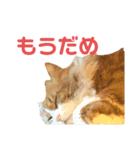 木村とら（個別スタンプ：10）