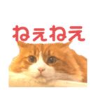 木村とら（個別スタンプ：11）