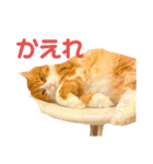木村とら（個別スタンプ：12）