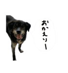 【待望】くー（個別スタンプ：15）