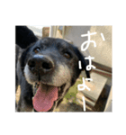 【待望】くー（個別スタンプ：16）