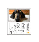 レンさん第二弾（個別スタンプ：16）