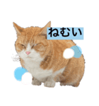 チャーズスタンプ(チャーズと仲間)（個別スタンプ：7）