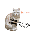 コロンたんのThinking Time Now（個別スタンプ：14）