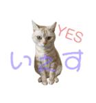 コロンたんのThinking Time Now（個別スタンプ：17）