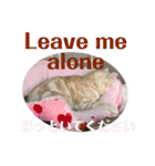 コロンたんのThinking Time Now（個別スタンプ：20）