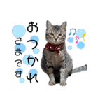 キジねこ めい様がゆく！（個別スタンプ：1）