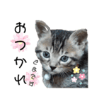 キジねこ めい様がゆく！（個別スタンプ：2）