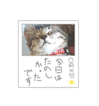 キジねこ めい様がゆく！（個別スタンプ：3）