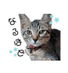 キジねこ めい様がゆく！（個別スタンプ：4）