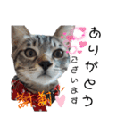 キジねこ めい様がゆく！（個別スタンプ：5）