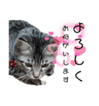 キジねこ めい様がゆく！（個別スタンプ：6）