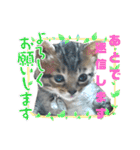 キジねこ めい様がゆく！（個別スタンプ：7）