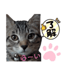 キジねこ めい様がゆく！（個別スタンプ：8）