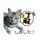 キジねこ めい様がゆく！（個別スタンプ：9）
