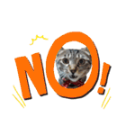 キジねこ めい様がゆく！（個別スタンプ：12）