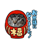 キジねこ めい様がゆく！（個別スタンプ：13）