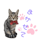 キジねこ めい様がゆく！（個別スタンプ：14）