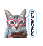 キジねこ めい様がゆく！（個別スタンプ：16）