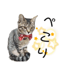 キジねこ めい様がゆく！（個別スタンプ：17）