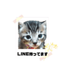 キジねこ めい様がゆく！（個別スタンプ：18）