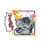 キジねこ めい様がゆく！（個別スタンプ：19）