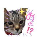 キジねこ めい様がゆく！（個別スタンプ：20）